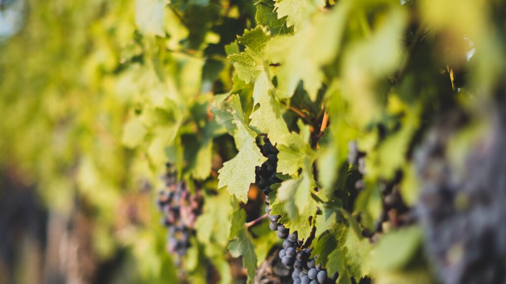 Blaue Trauben am Weinstock