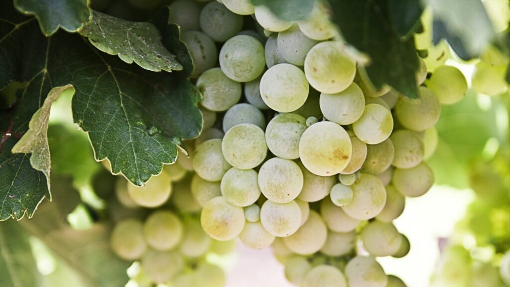 Traube mit Weinblättern im Sonnenlicht